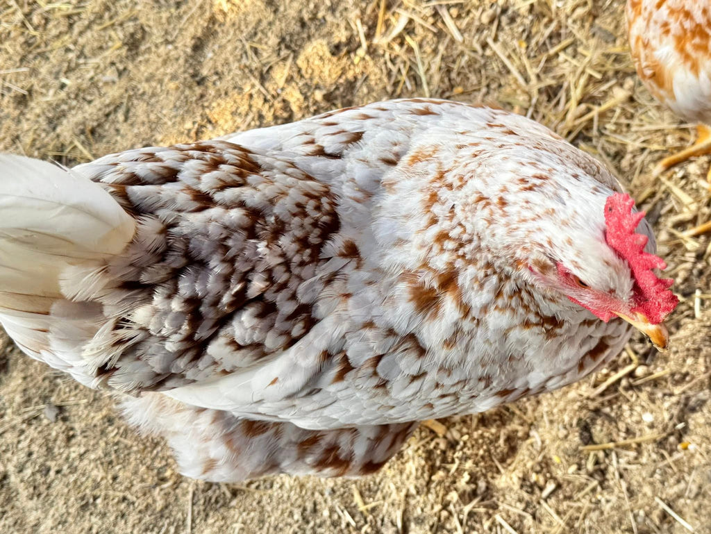 Red Mottled Pita Pinta - Hatching Eggs