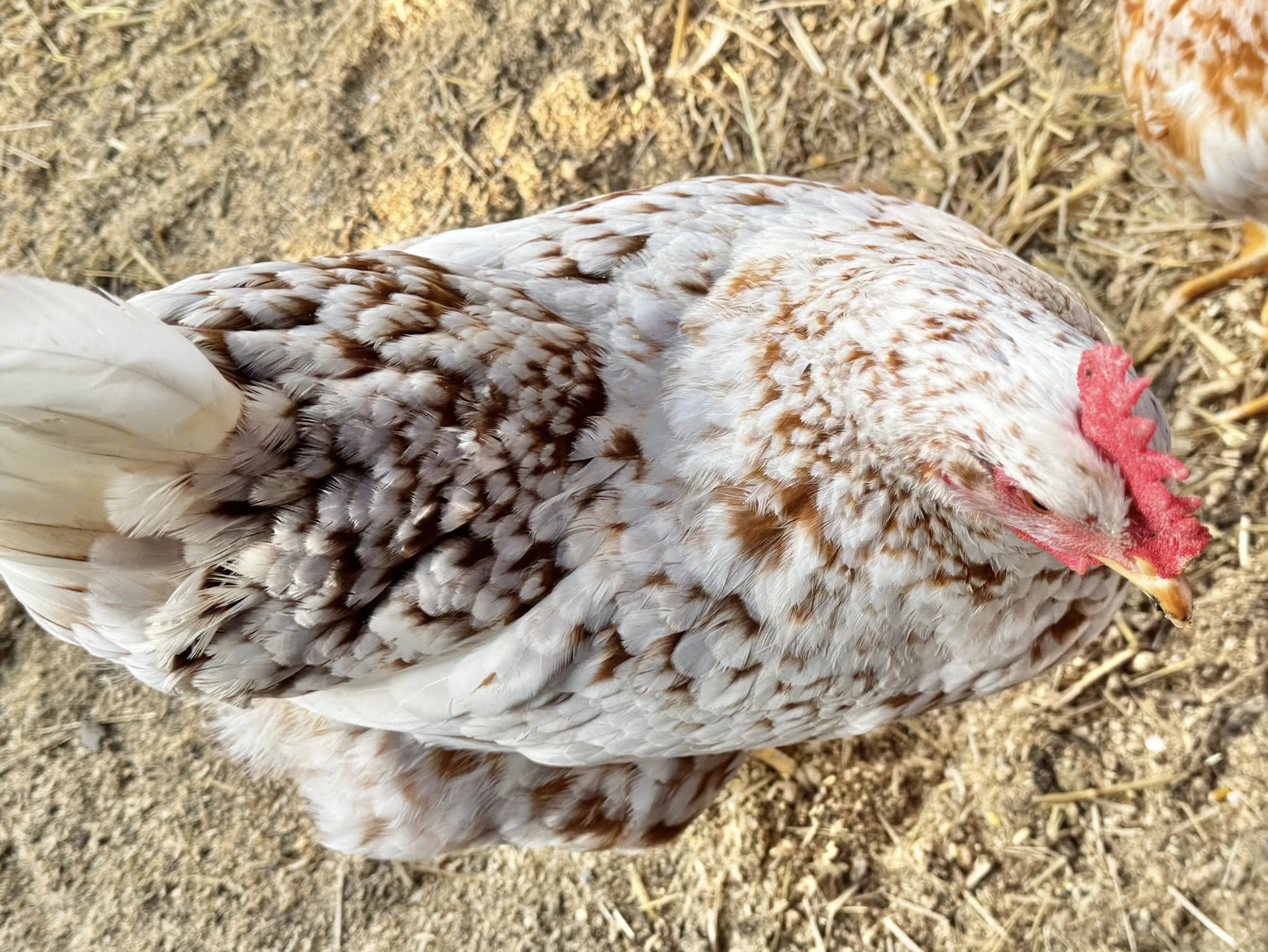 Red Mottled Pita Pinta - Hatching Eggs