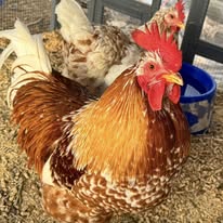 Red Mottled Pita Pinta - Hatching Eggs