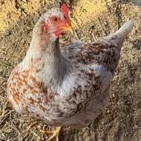 Red Mottled Pita Pinta - Hatching Eggs