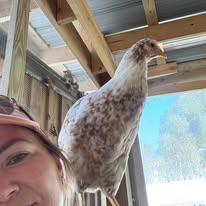 Red Mottled Pita Pinta - Hatching Eggs