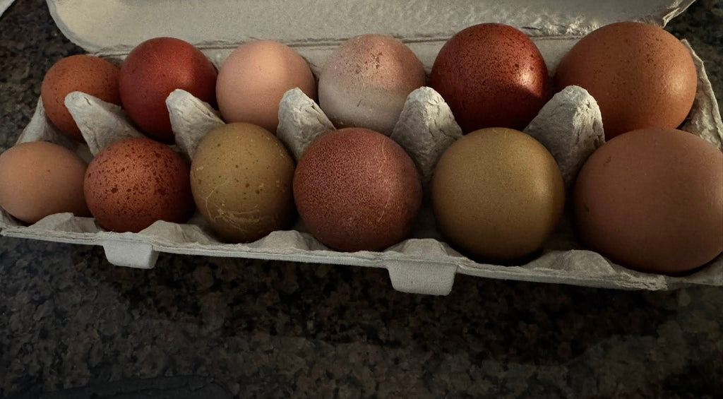 The Multigenerational Olive Eggers - Hatching eggs