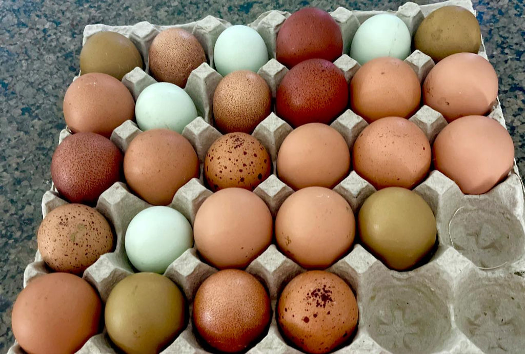The Wheaten Olive Egger - Hatching Eggs