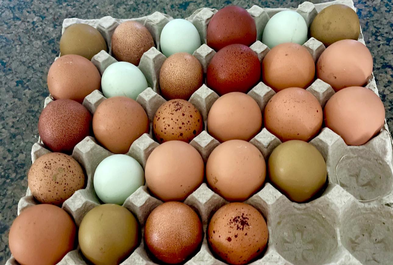 The Wheaten Olive Egger - Hatching Eggs