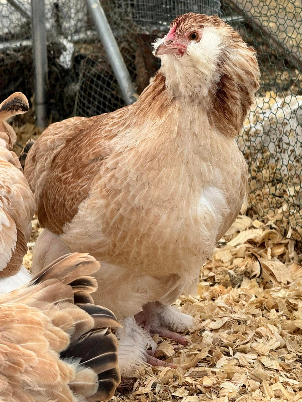 The Wheaten Olive Egger - Hatching Eggs