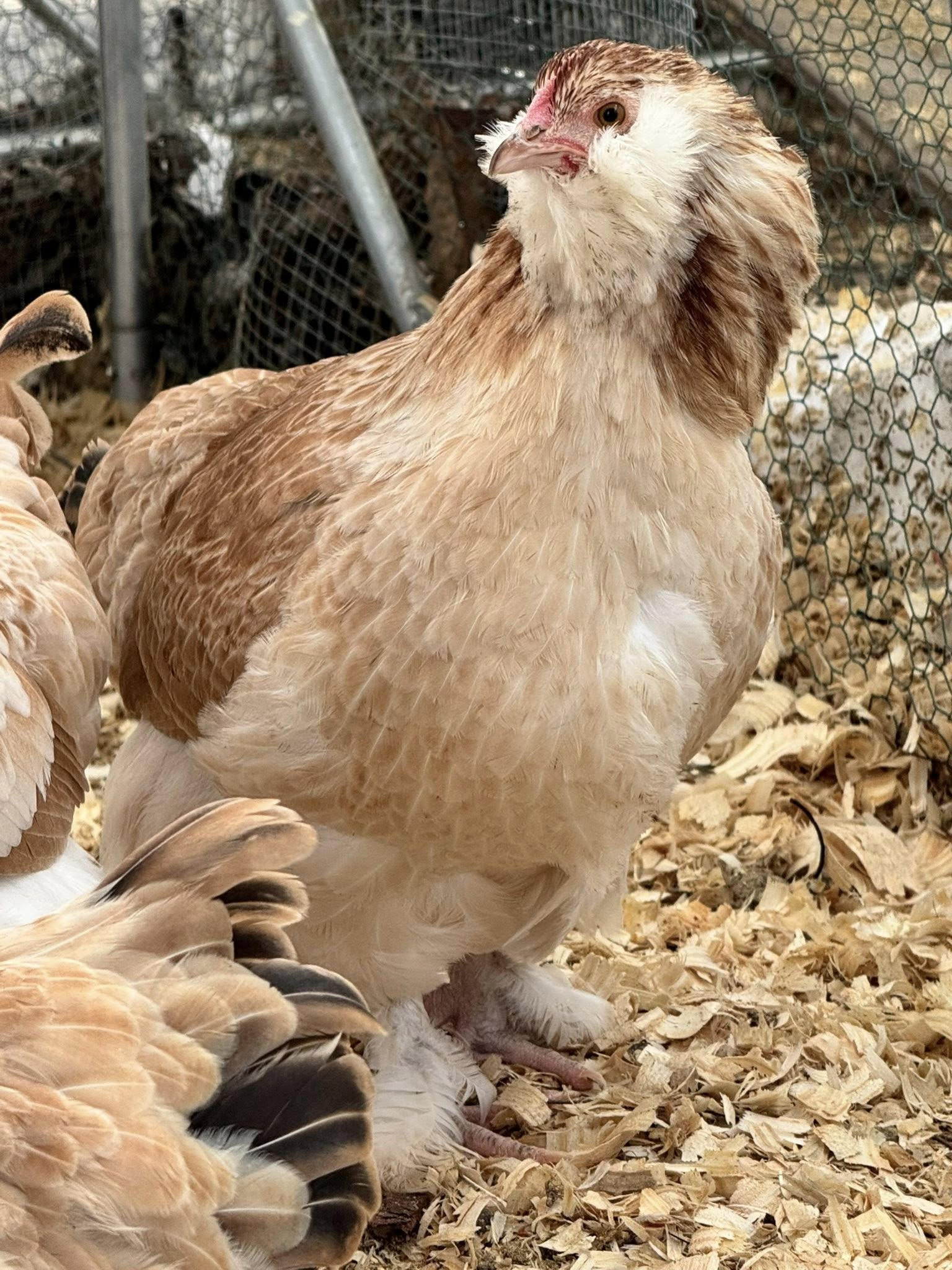 The Wheaten Olive Egger - Hatching Eggs