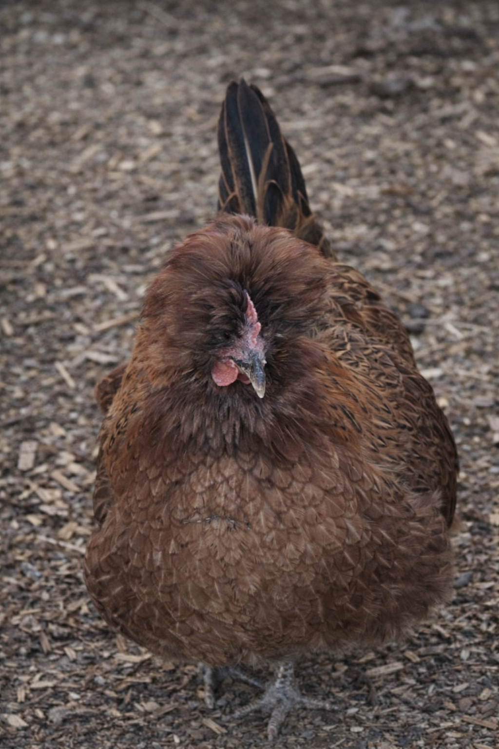 Shetland Hens - Hatching Eggs