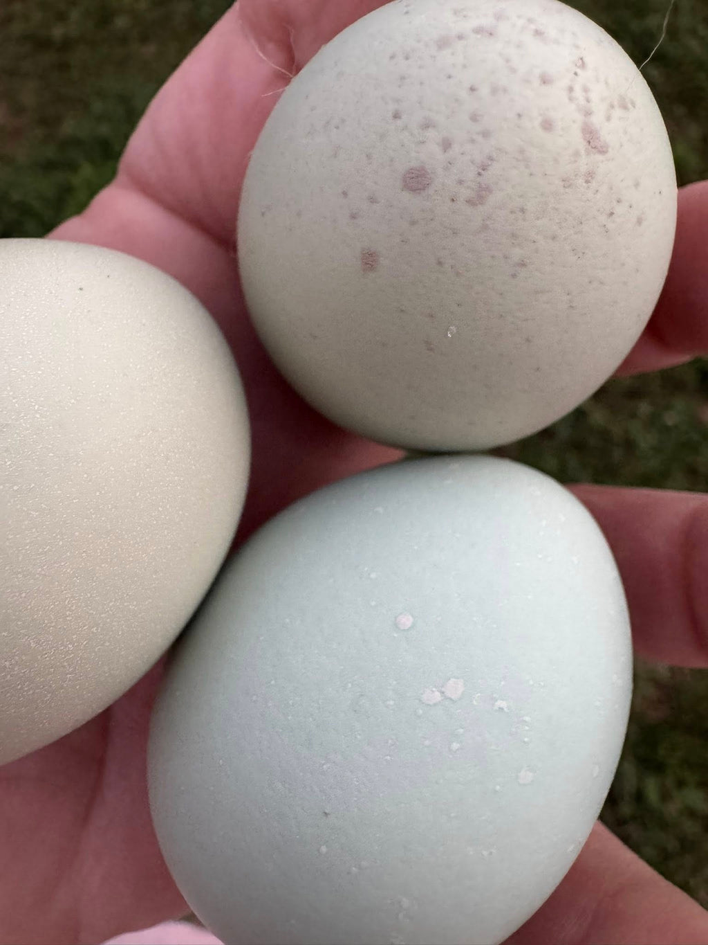 Silverudd's Blue - Hatching Eggs