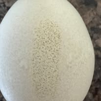 Silverudd's Blue - Hatching Eggs