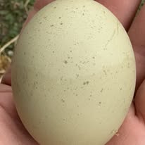 Silverudd's Blue - Hatching Eggs