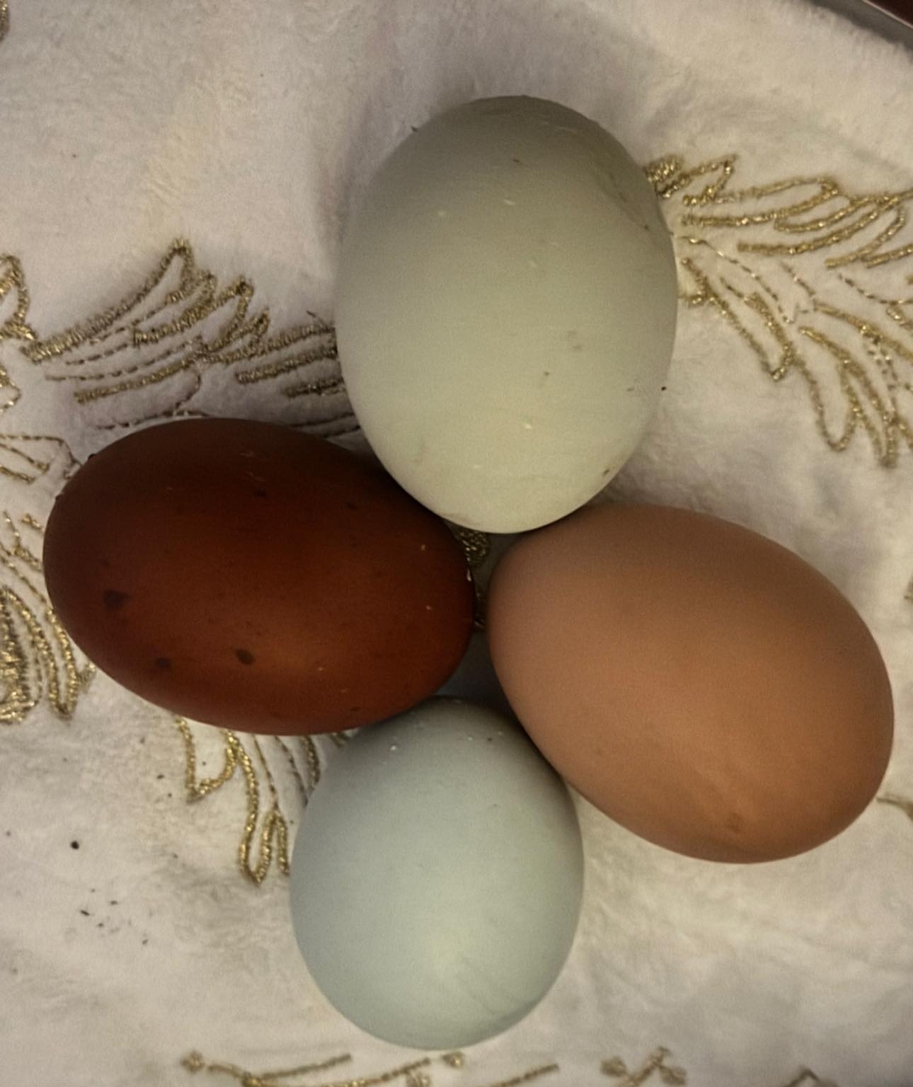 The Multigenerational Olive Eggers - Hatching eggs