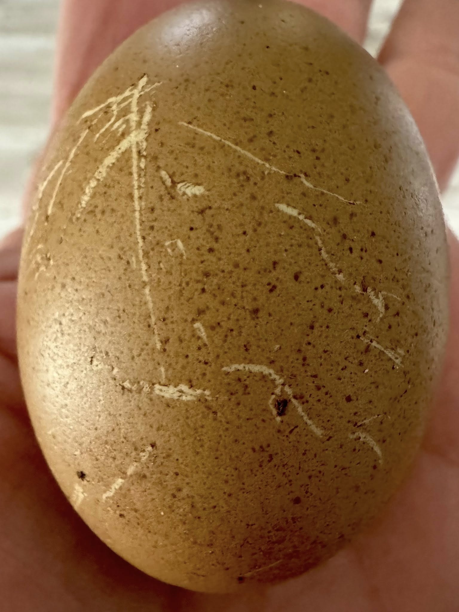 The Wheaten Olive Egger - Hatching Eggs