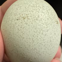 Silverudd's Blue - Hatching Eggs