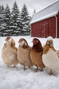 The Wheaten Olive Egger - Hatching Eggs