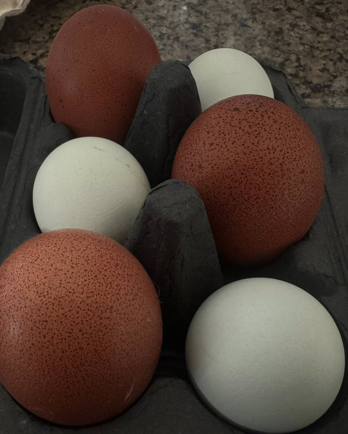 Wheaten Marans - Hatching Eggs