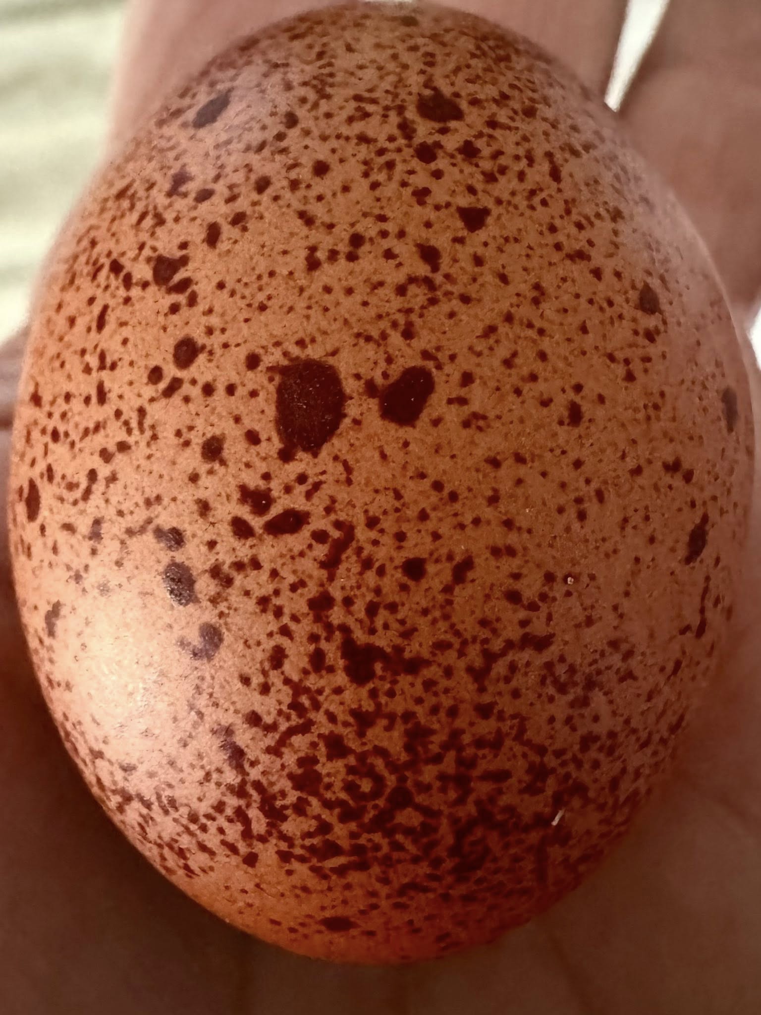 Wheaten Marans - Hatching Eggs