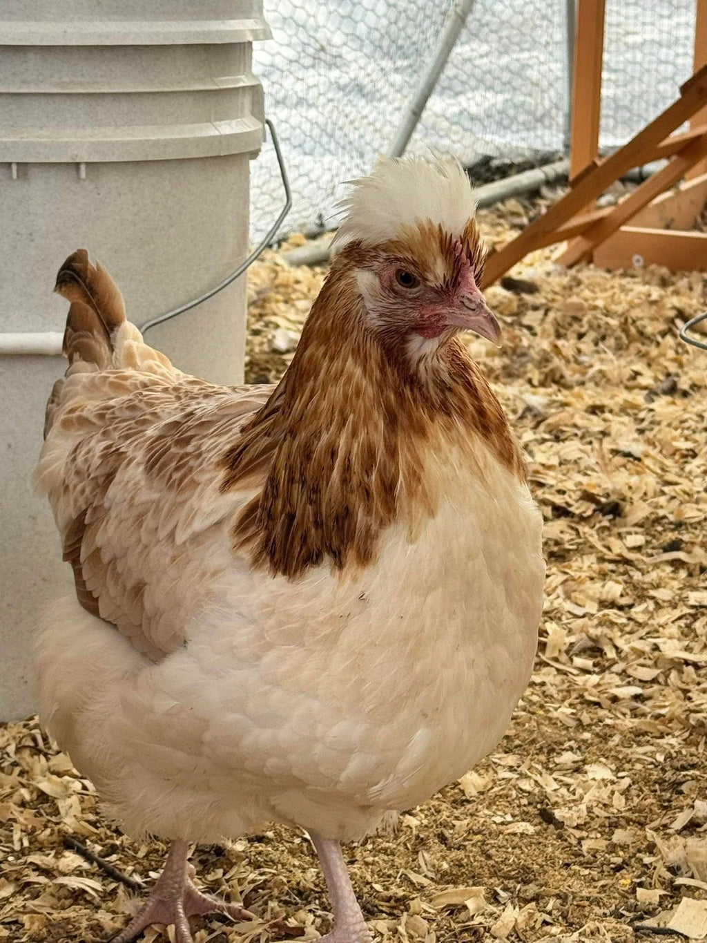 The Wheaten Olive Egger - Hatching Eggs