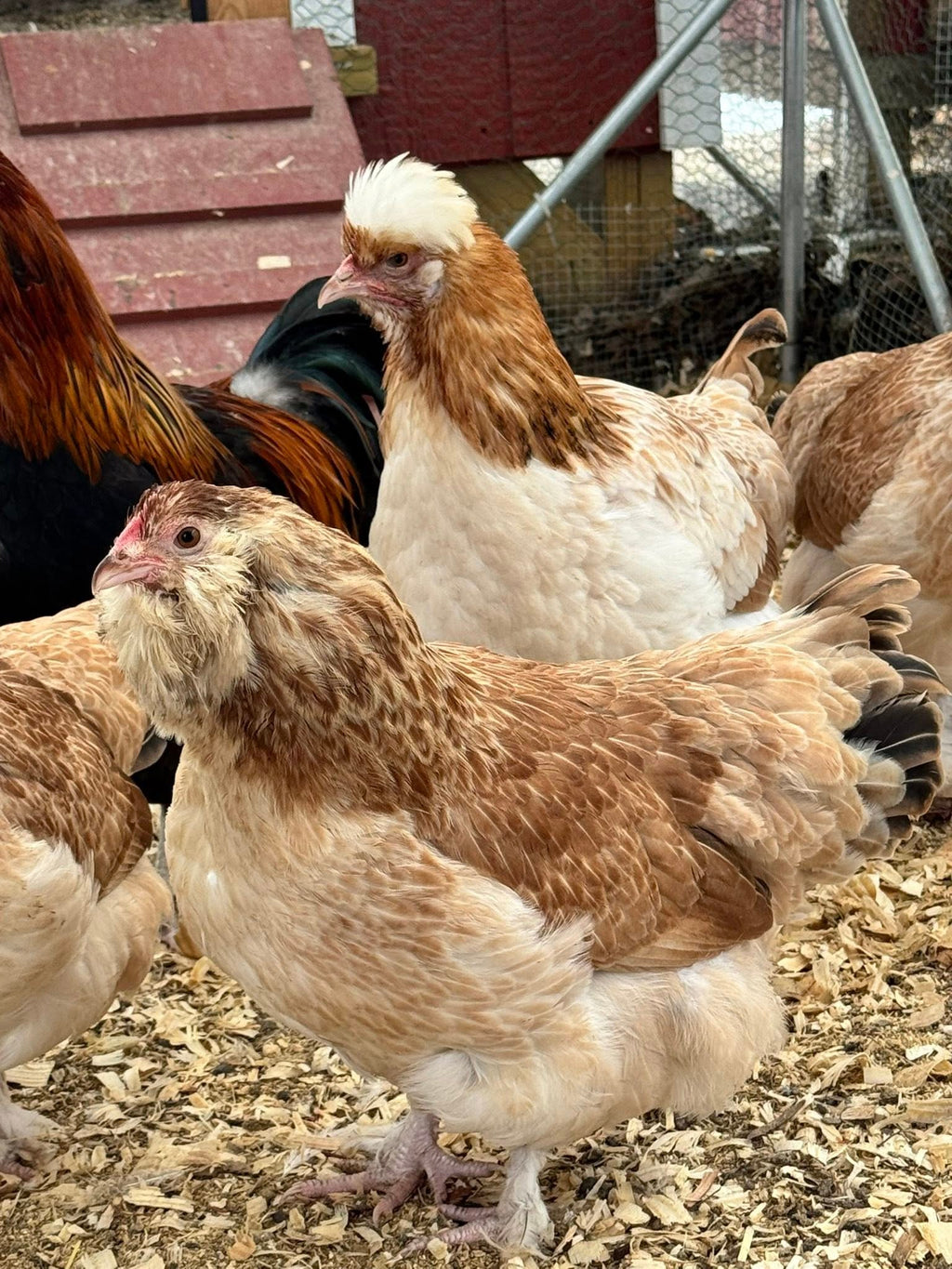 The Wheaten Olive Egger - Hatching Eggs