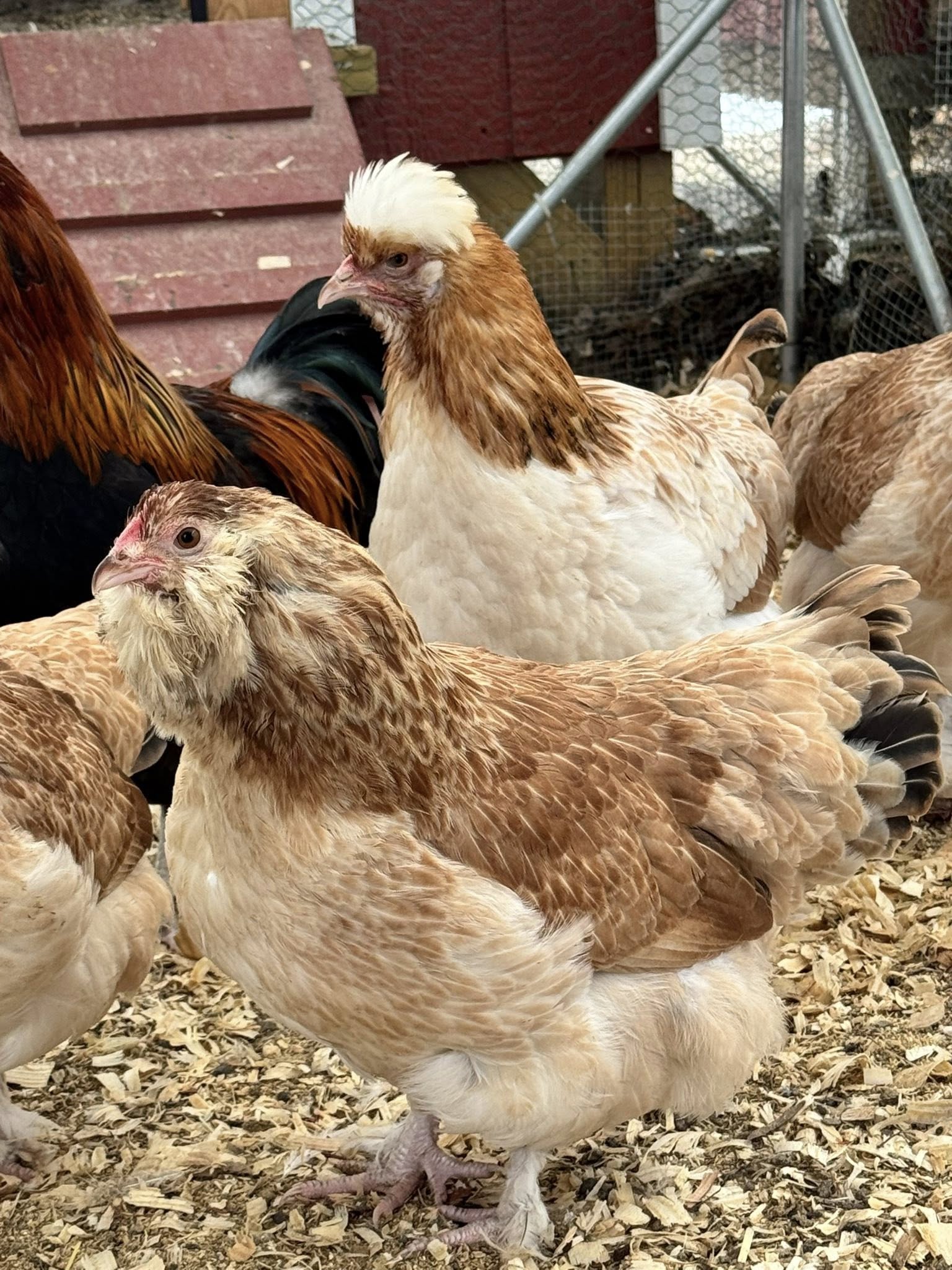 The Wheaten Olive Egger - Hatching Eggs