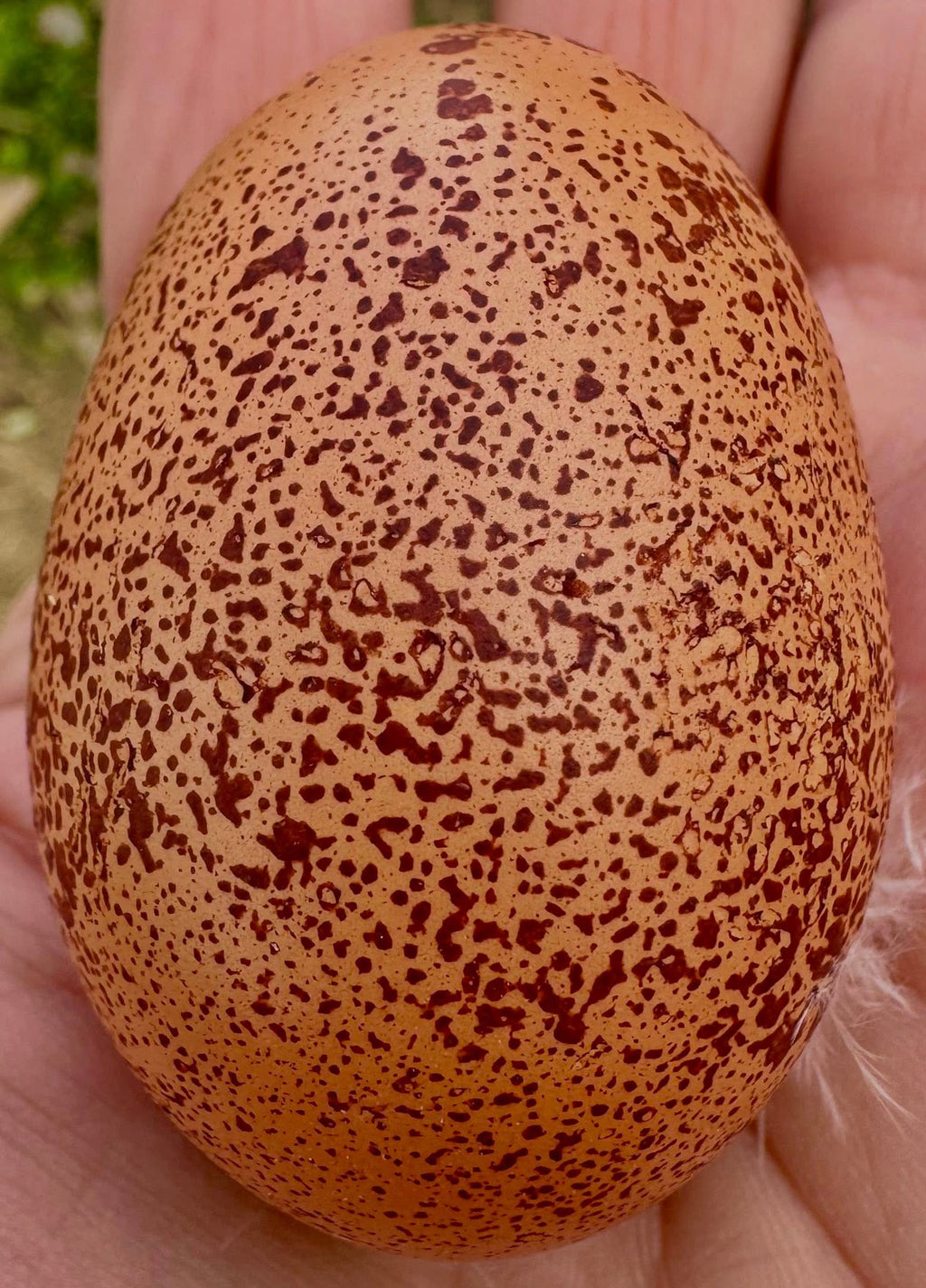 The Wheaten Olive Egger - Hatching Eggs