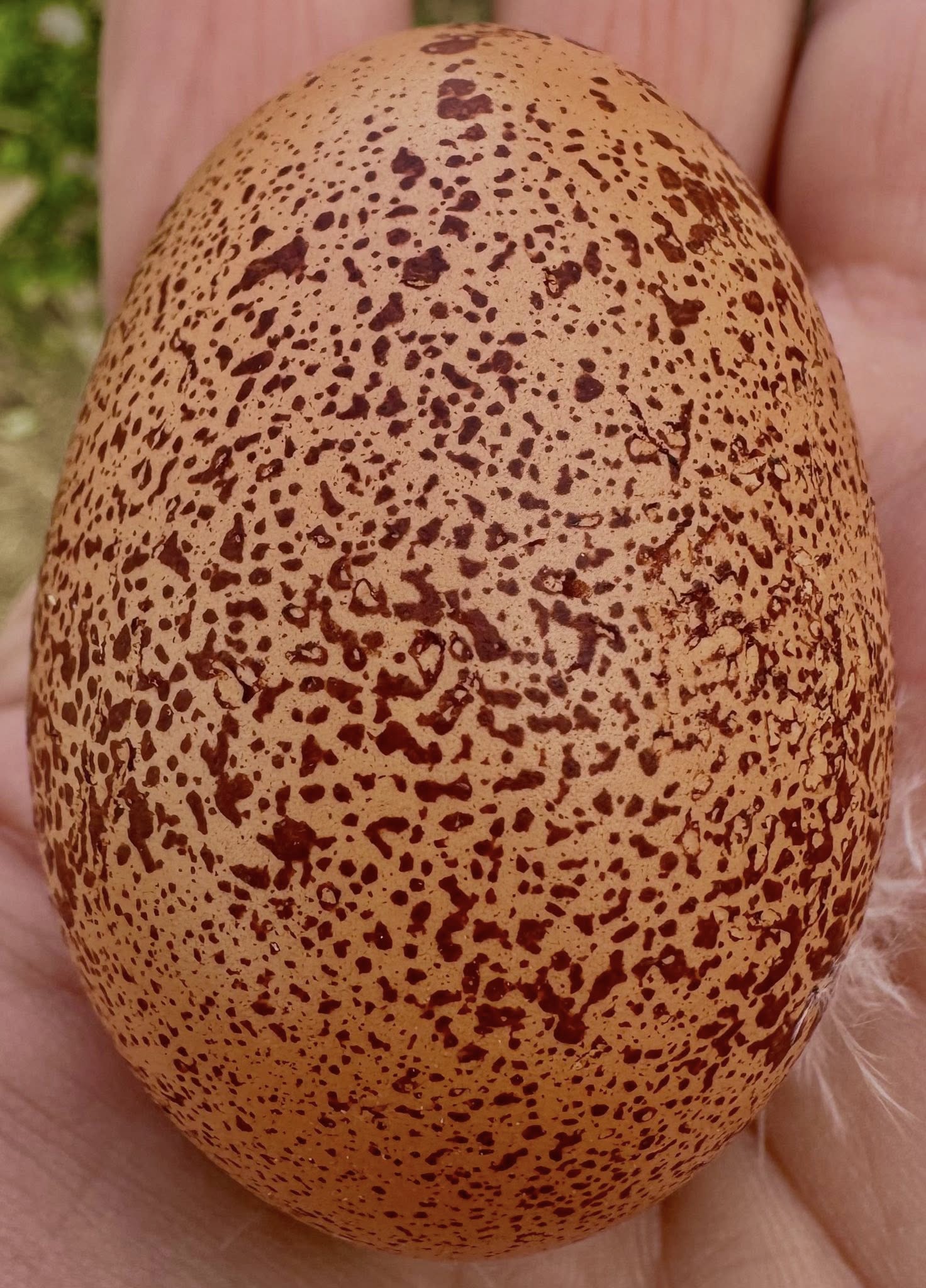 The Wheaten Olive Egger - Hatching Eggs