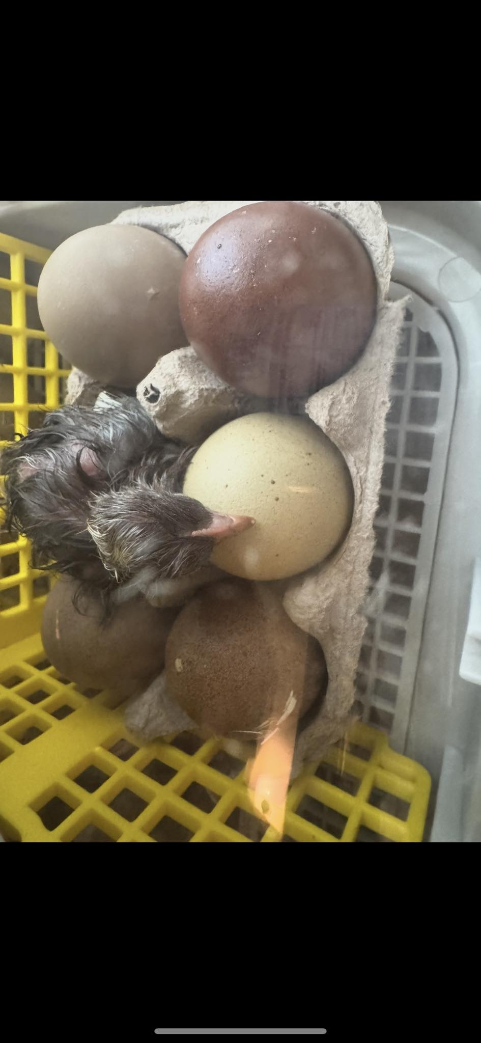 The Multigenerational Olive Eggers - Hatching eggs