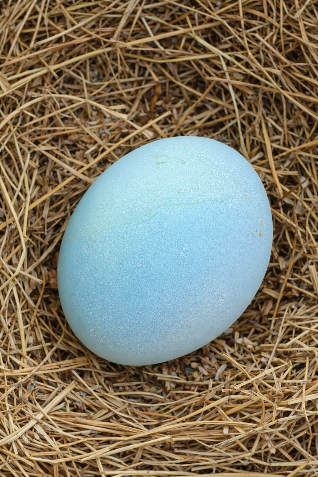 Crested Cream/Opal Legbars - Hatching Eggs
