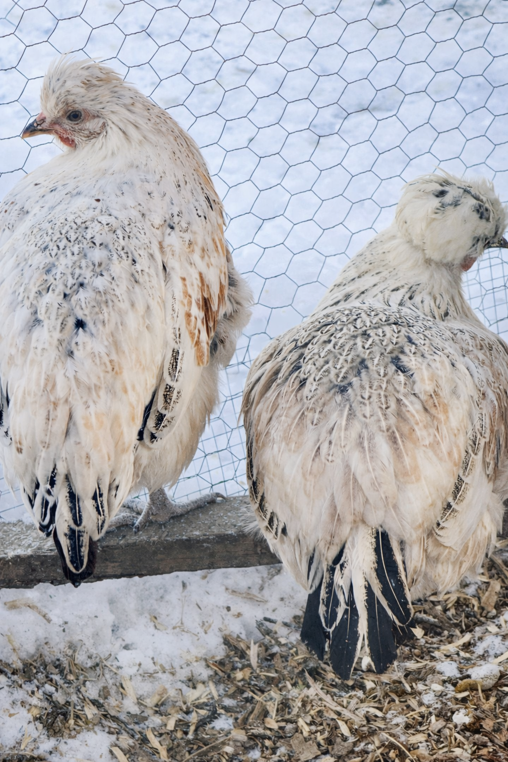 Shetland Hens - Hatching Eggs