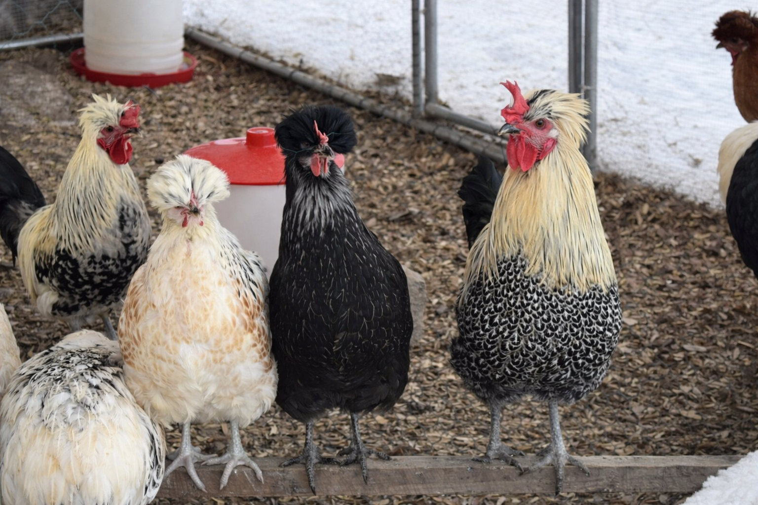 Shetland Hens - Hatching Eggs