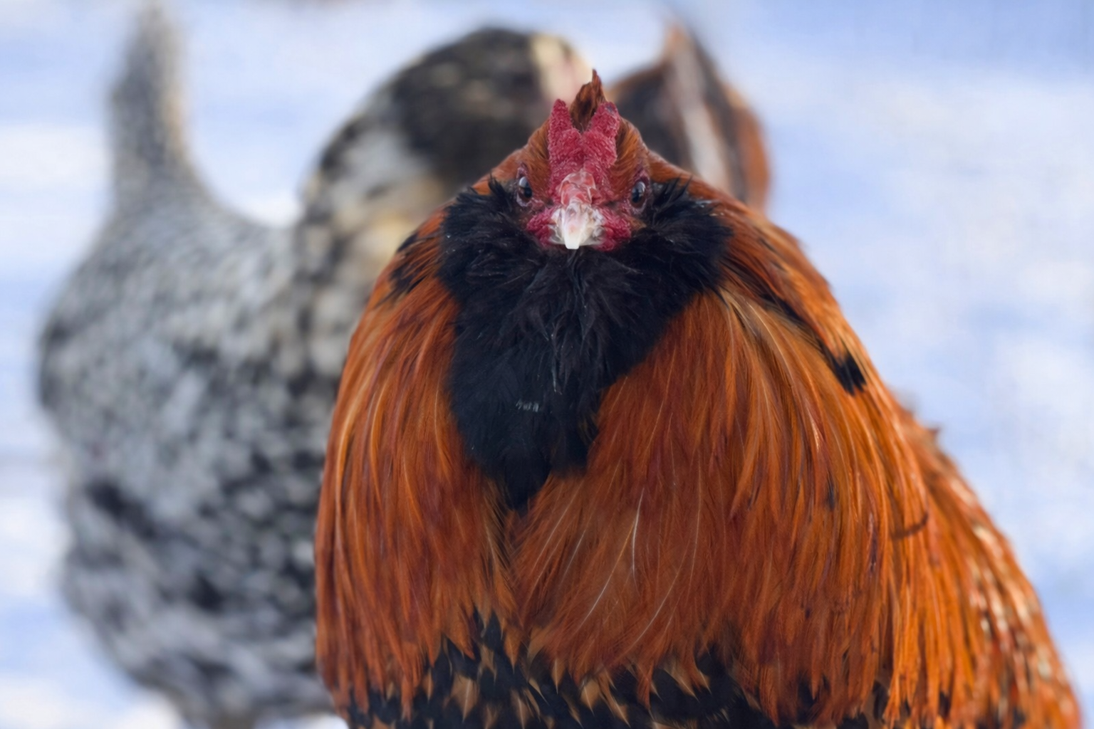 Dutch Owlbeard - Hatching Eggs