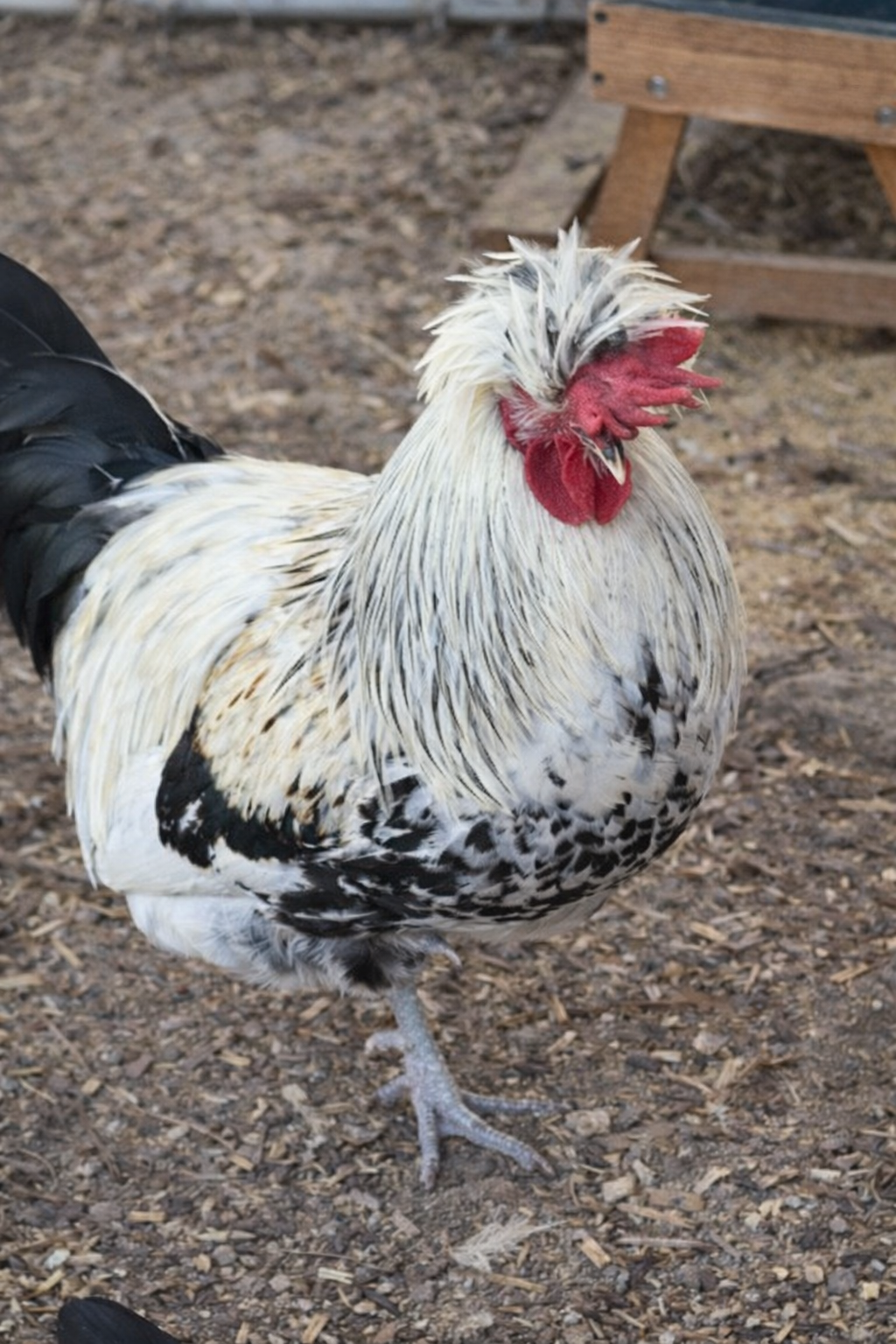 Shetland Hens - Hatching Eggs