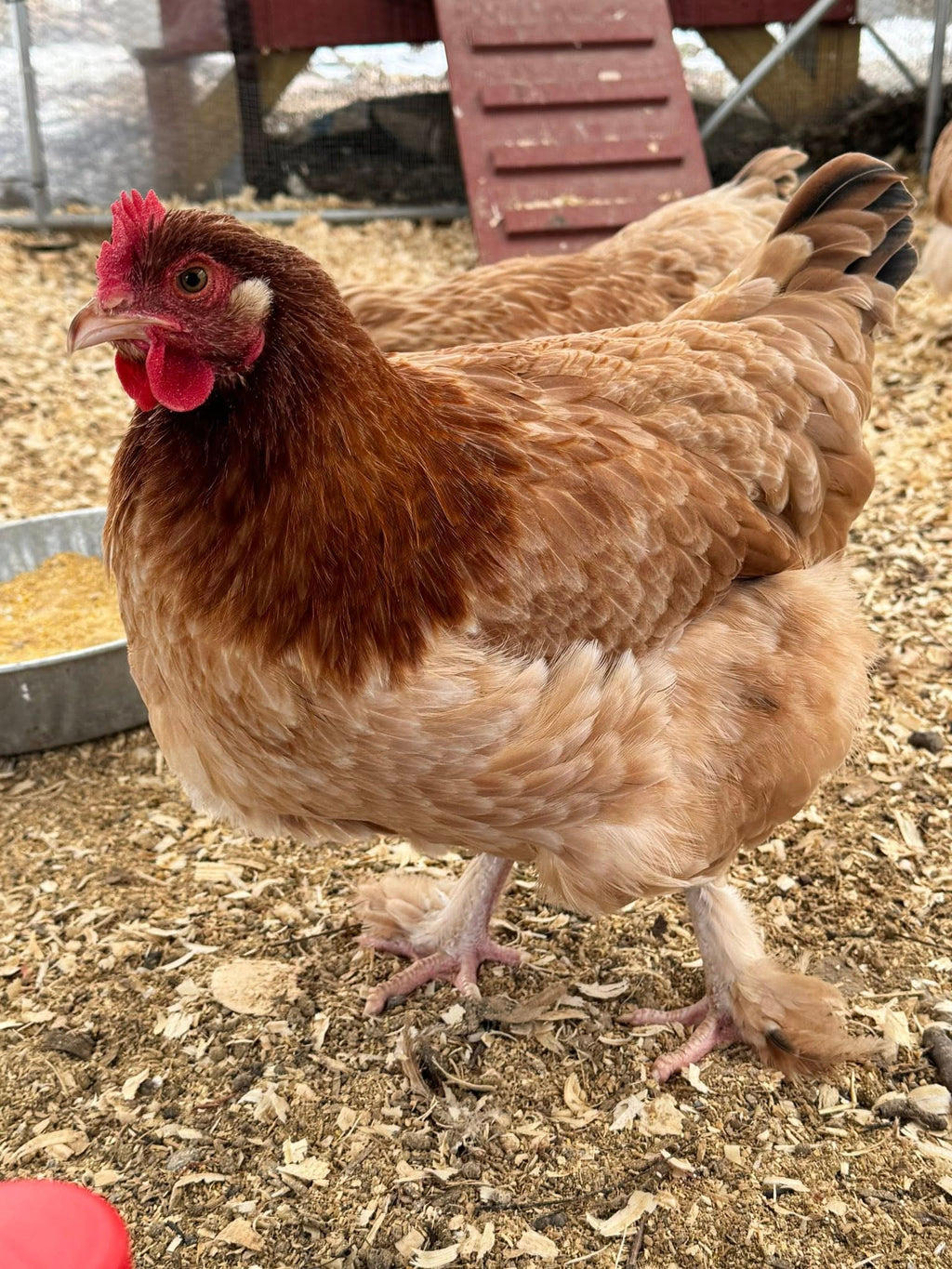The Wheaten Olive Egger - Hatching Eggs