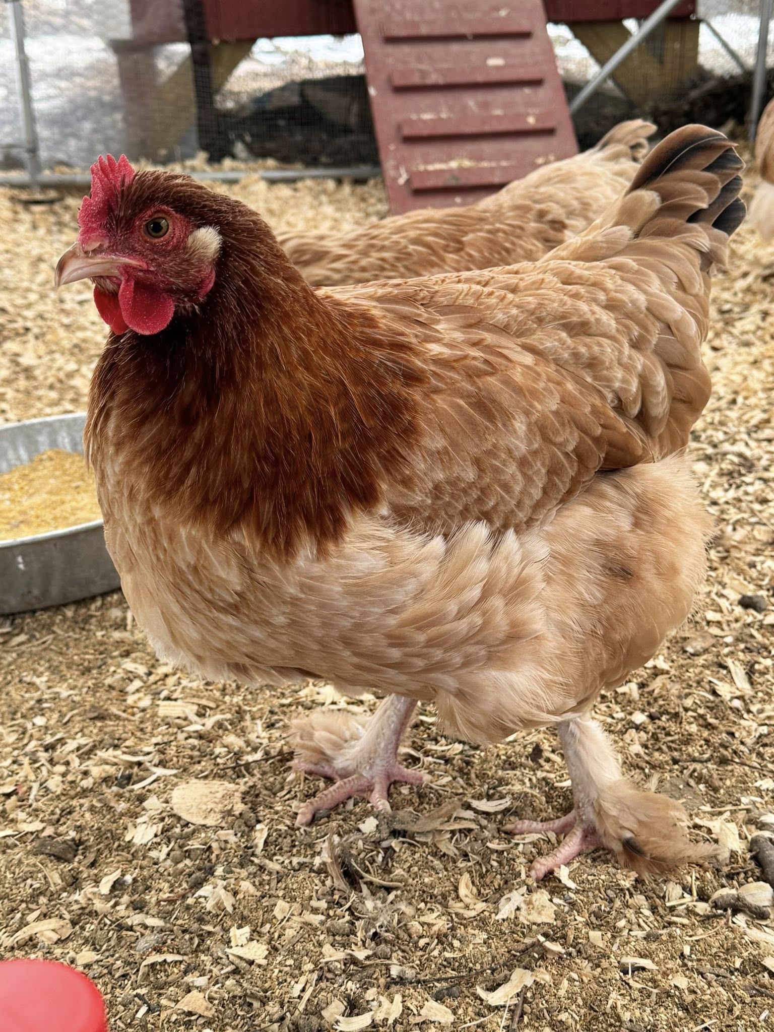 The Wheaten Olive Egger - Hatching Eggs